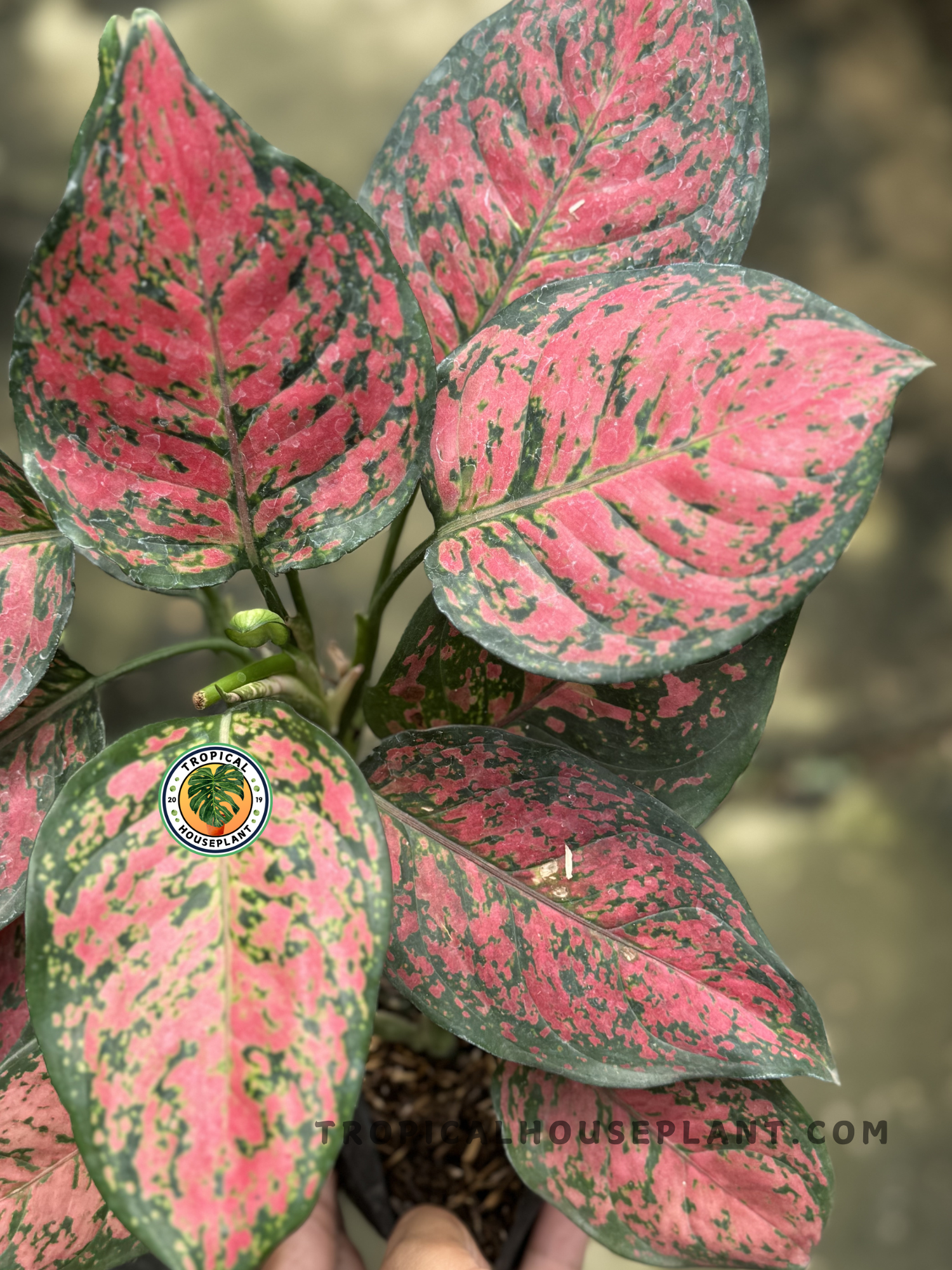 aglaonema big roi Aglaonema Big Apple