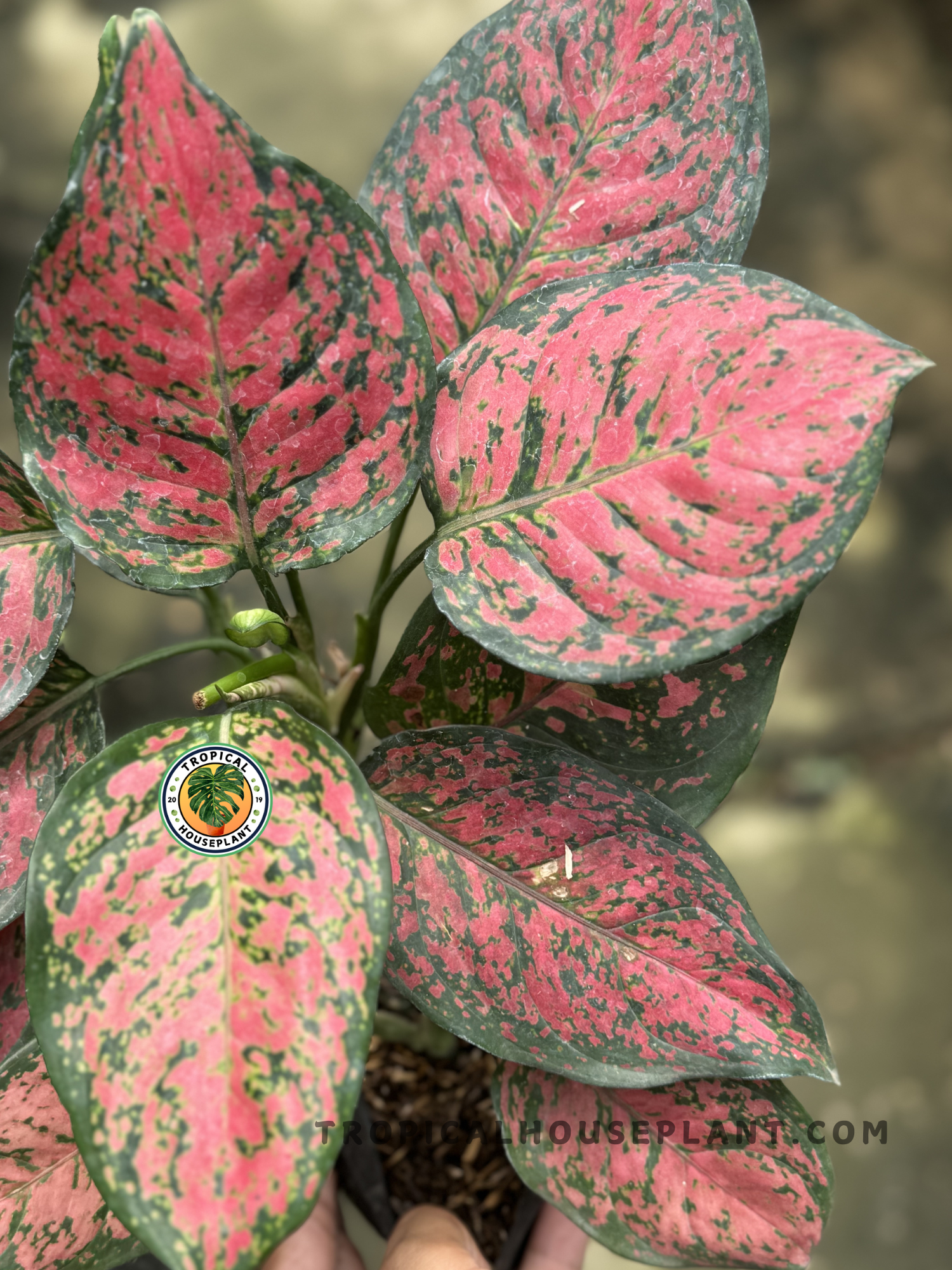 Close-up of Aglaonema Big Apple foliage, showcasing its vibrant red and green hues.