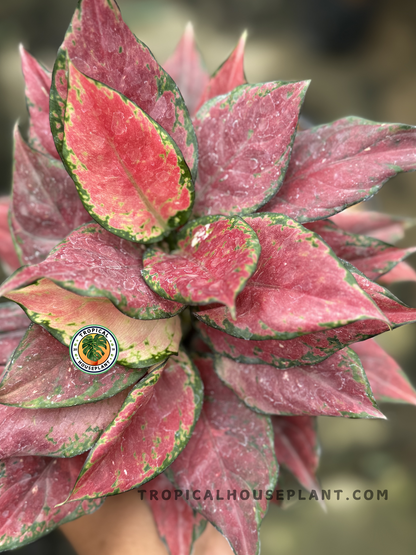 Close-up of Aglaonema Black Maroon leaves showcasing deep maroon hues and red veins.