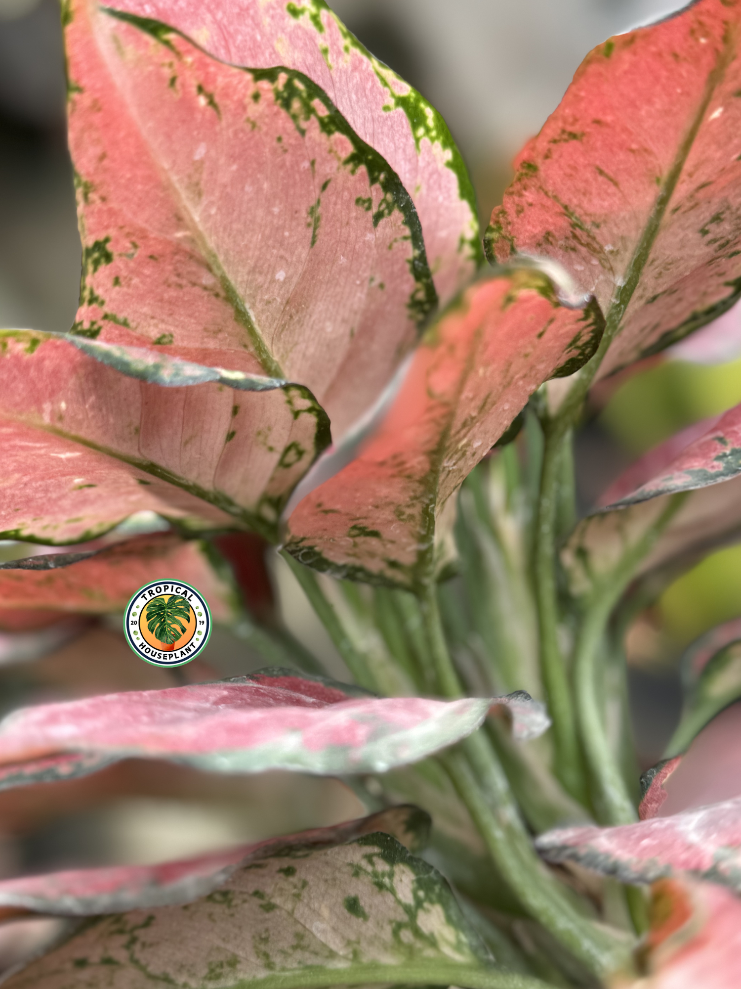 Outdoor Aglaonema Black Maroon with striking dark and maroon-toned foliage.
