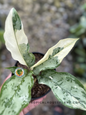 Aglaonema Commutatum Variegated held in hand, displaying its vibrant variegated leaves.