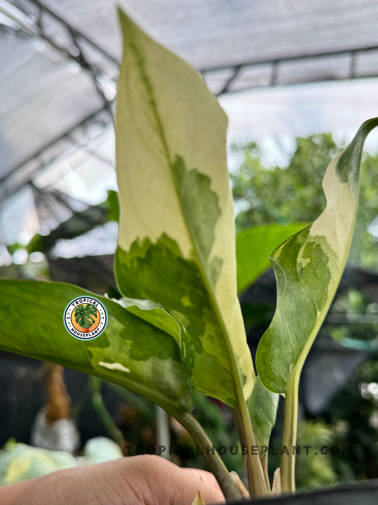 Back view of Aglaonema Commutatum Variegated highlighting the intricate variegation on its lush foliage.