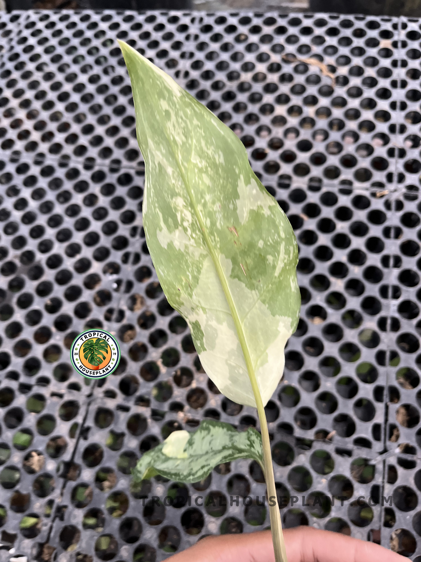 Close-up of Aglaonema Commutatum Variegated Small showcasing elongated leaves with elegant cream, silver-green, and dark green marbled variegation.