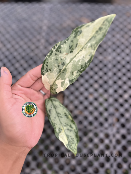 Young Aglaonema Commutatum Variegated Small displaying beautifully mottled cream and green variegated foliage, held by hand in a tropical plant nursery.