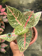 Aglaonema Diana plant with green leaves featuring pink and red accents in a pot.