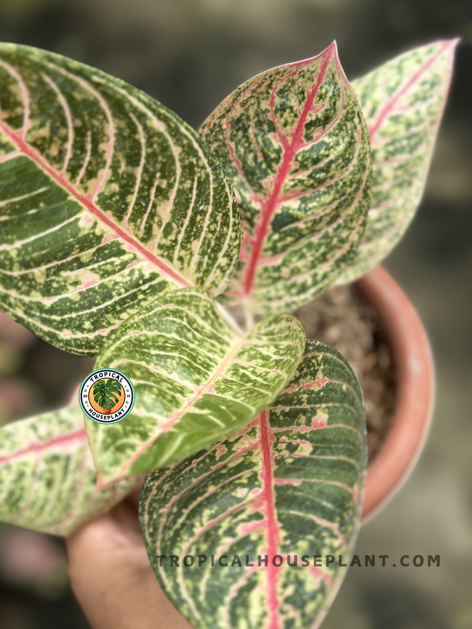 aglaonema tiara Aglaonema Diana: Buy Plant Online In India