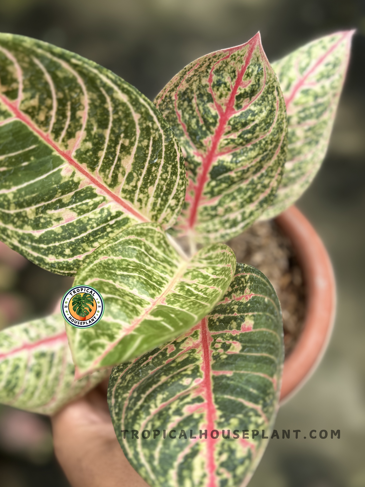 Close-up of Aglaonema Diana leaves with bright and colorful variegation.