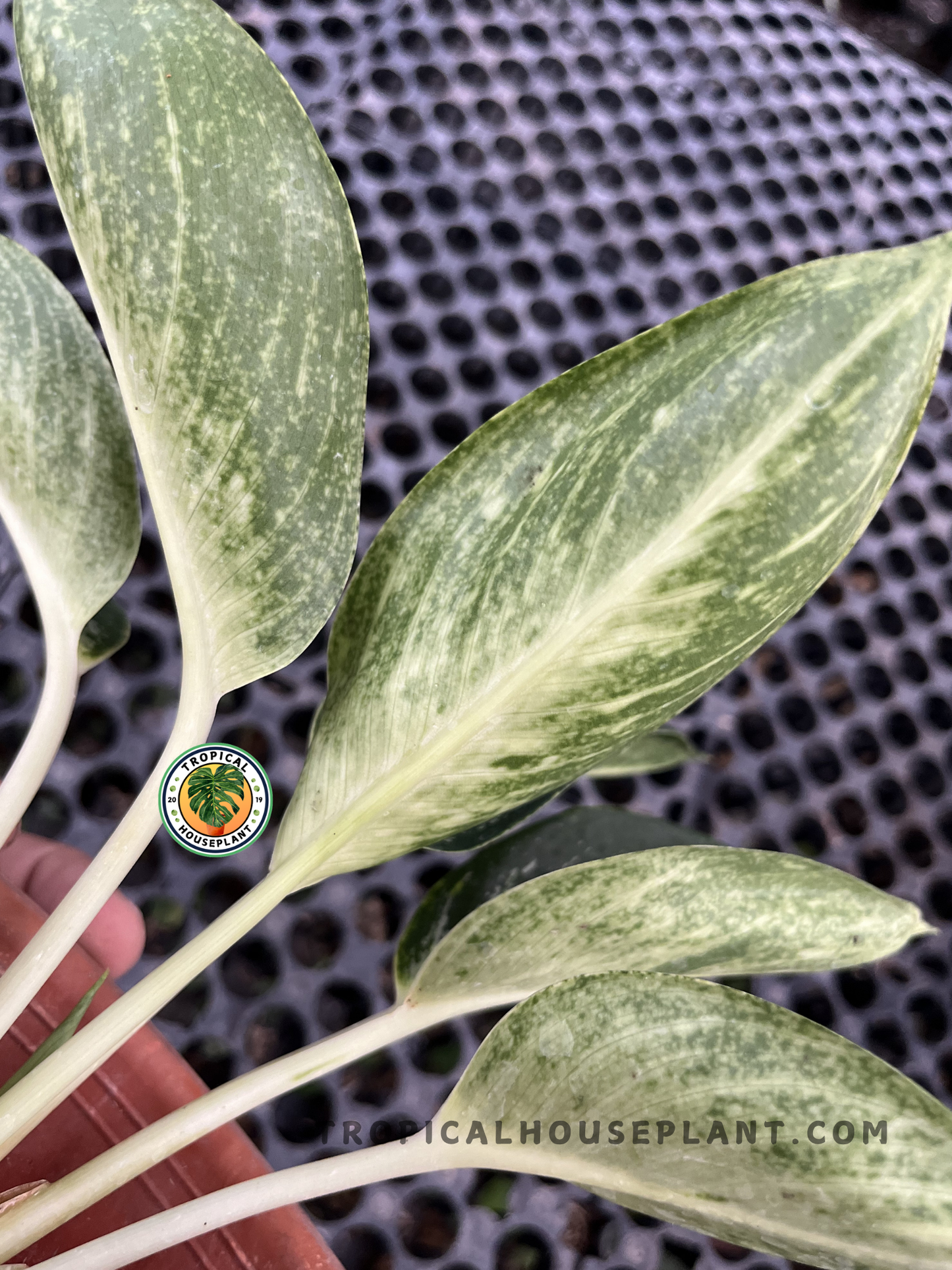 Close-up of Aglaonema Green Bowl displaying glossy variegated leaves with light green centers and deep green edges, ideal for indoor tropical plant collections.