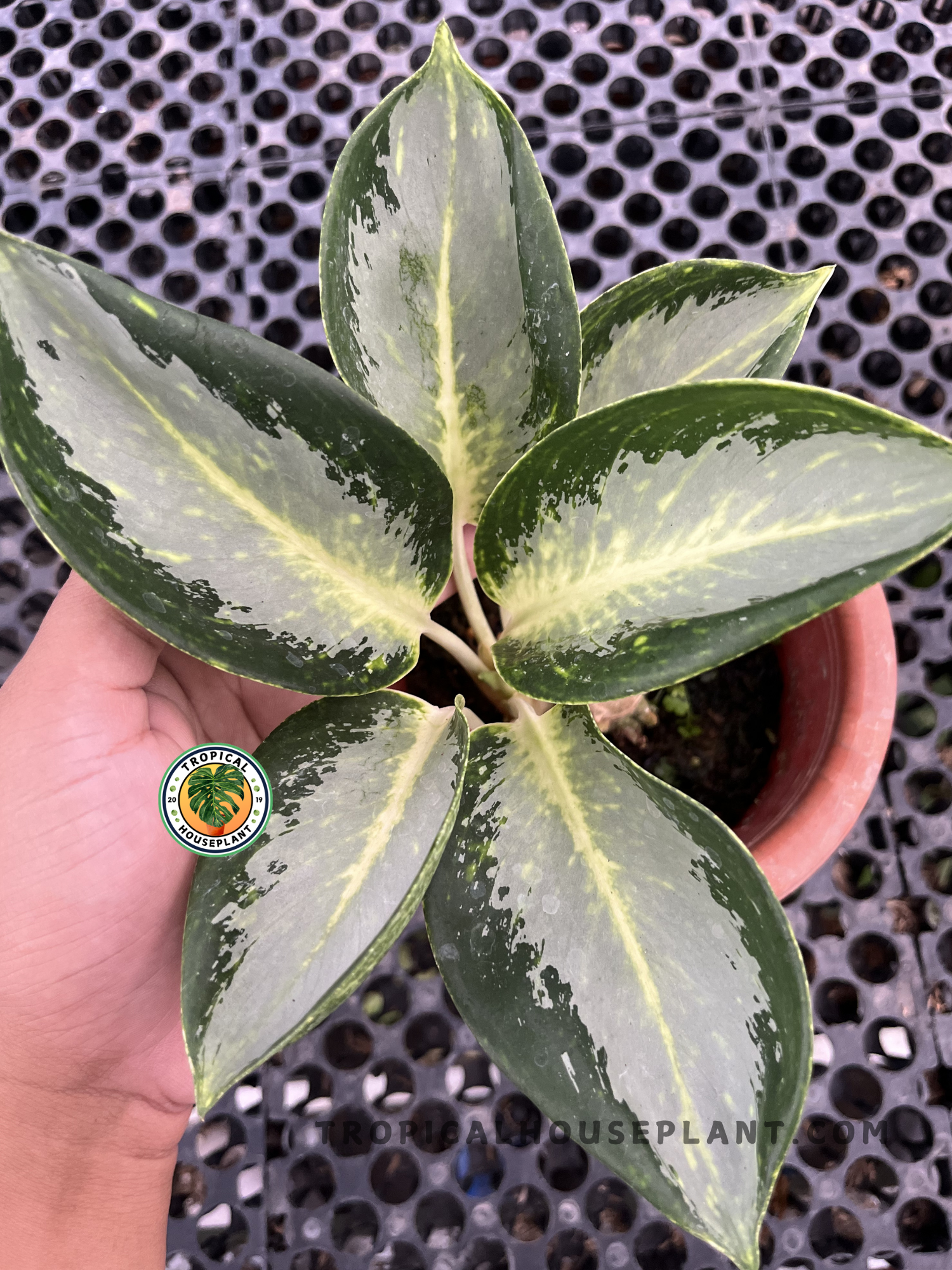 Healthy Aglaonema Green Bowl showcasing symmetrical foliage with elegant green variegation and compact growth, photographed from above in a tropical nursery.