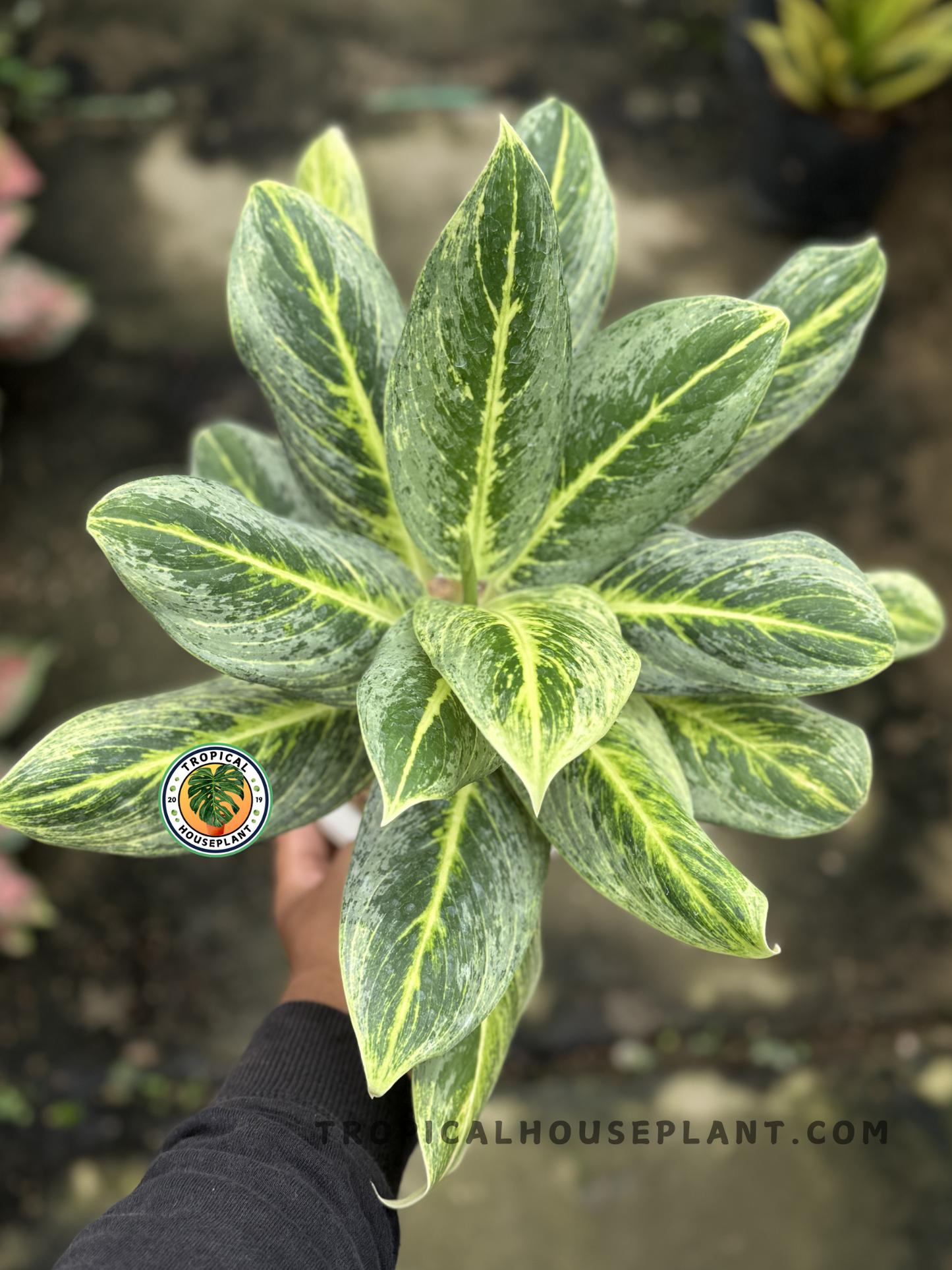 Aglaonema Green Covid plant with vibrant green leaves and subtle yellow accents.