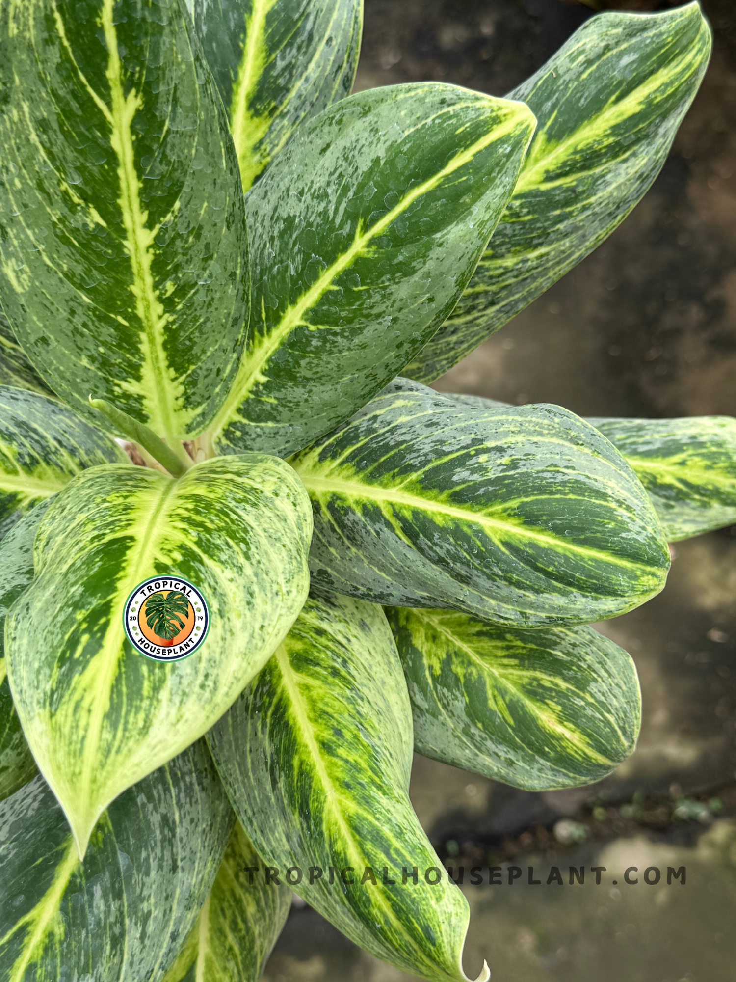 aglaonema gatos Aglaonema Green Covid
