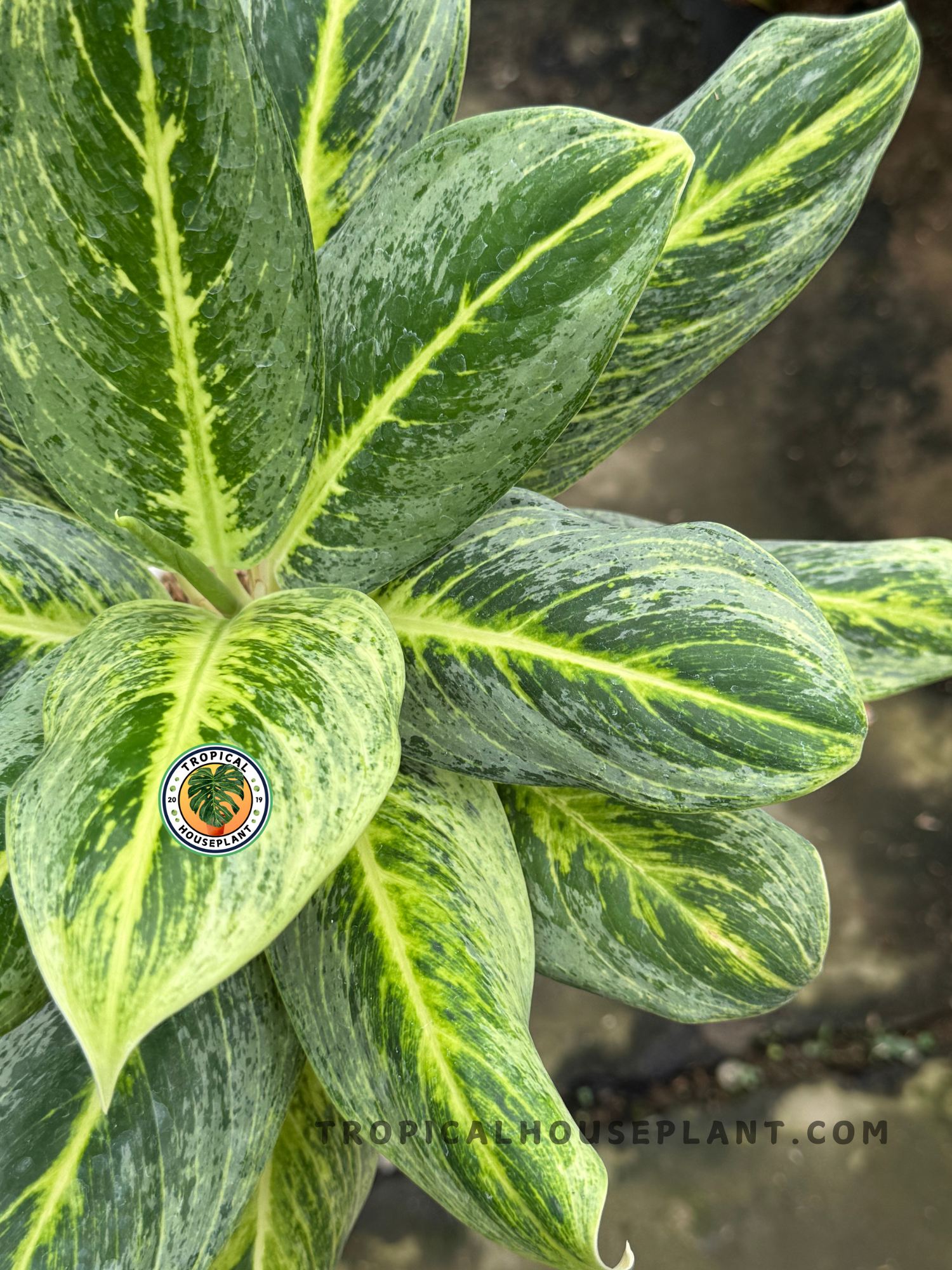 Indoor Aglaonema Green Covid with healthy, broad tropical leaves.