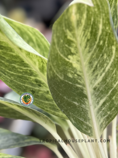 Close-up of Aglaonema Green Covid back foliage showcasing unique green and yellow patterns.