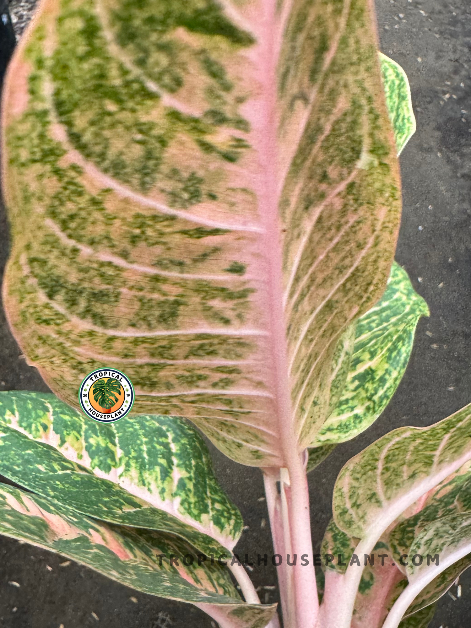 harley quinn pothos plant Aglaonema Harley Quinn