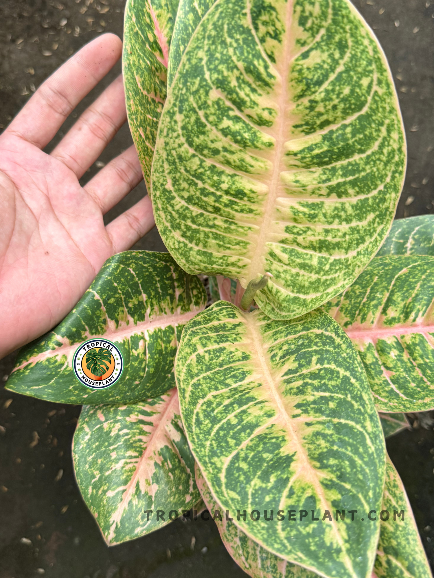 harlequin aglaonema Aglaonema Harley Quinn – Tropical Houseplant