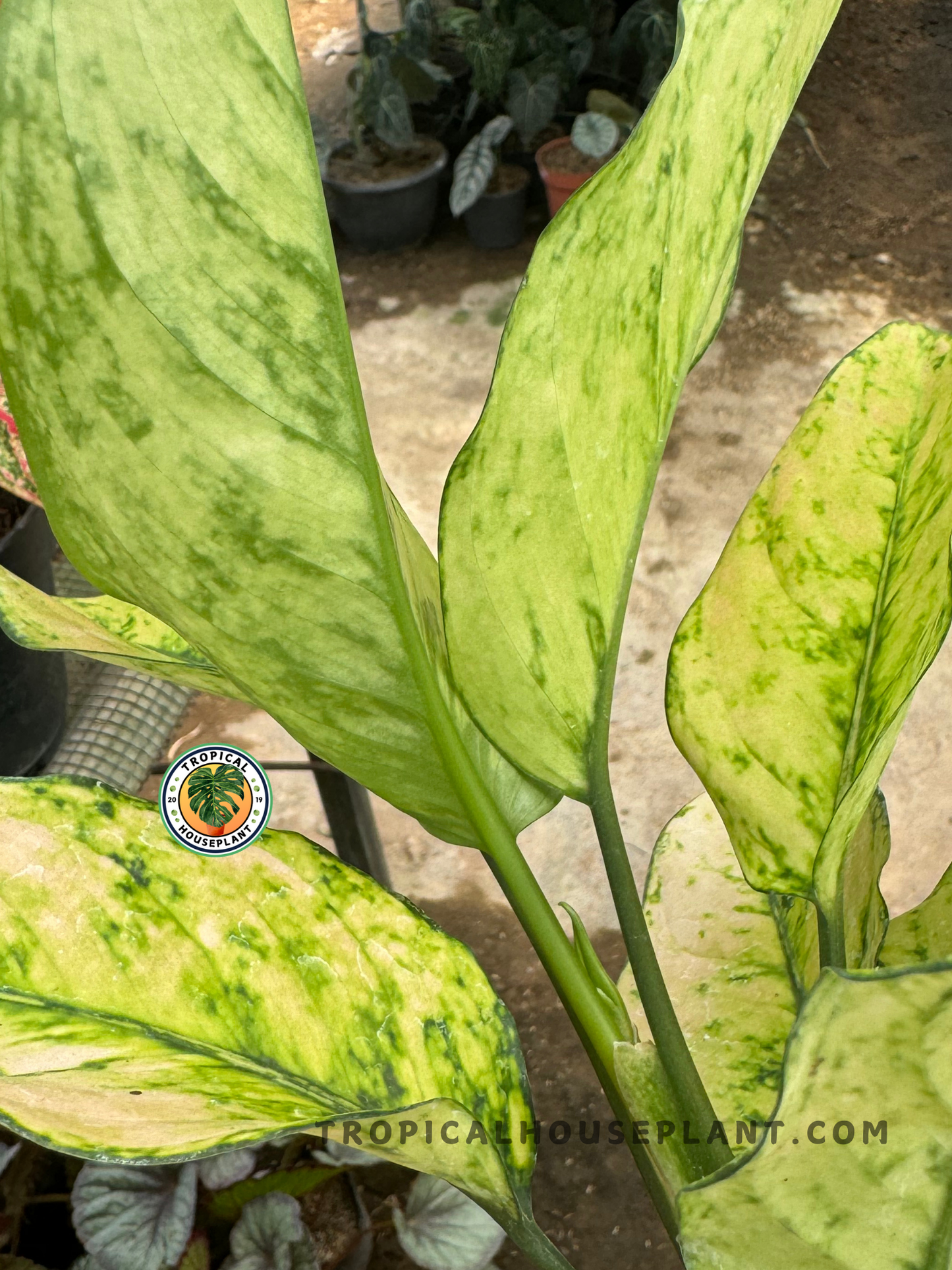 aglaonema yellow tips Aglaonema Heng Heng White – Tropical Houseplant