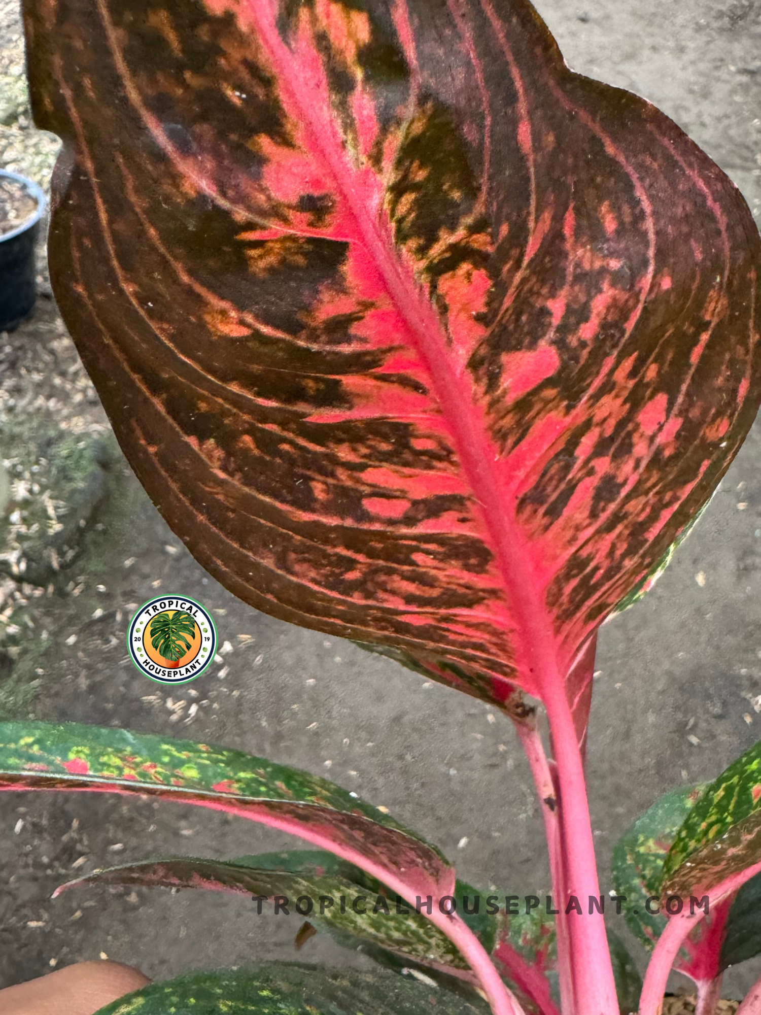 aglaonema red lady Aglaonema Hot Lady