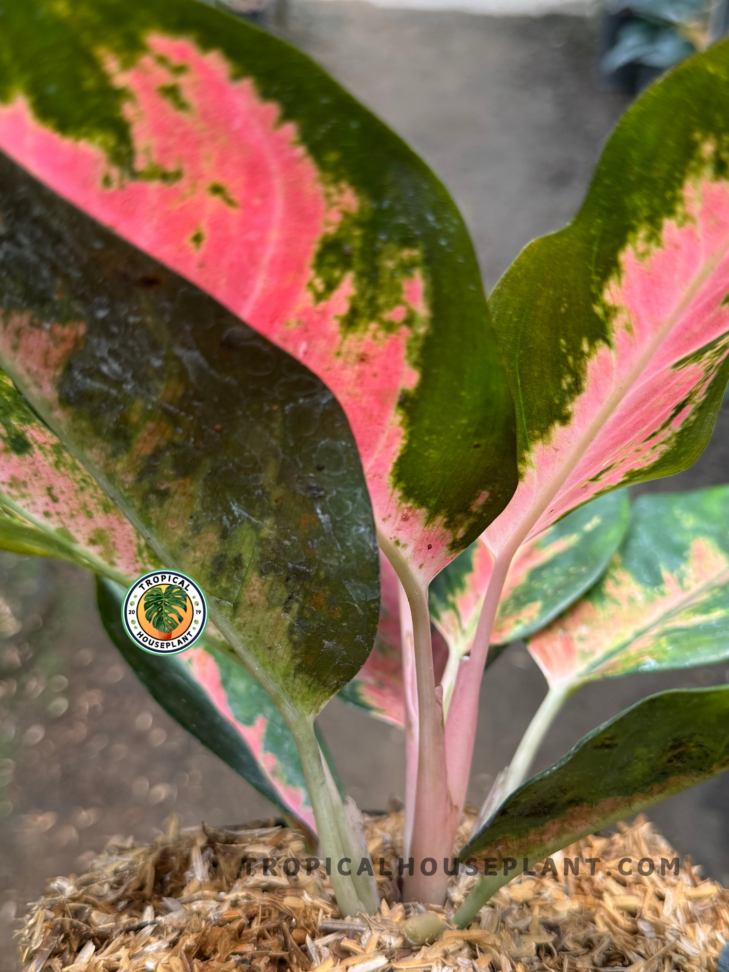 aglaonema ernesto hybrid Aglaonema Kochin Paramruay – Tropical Houseplant