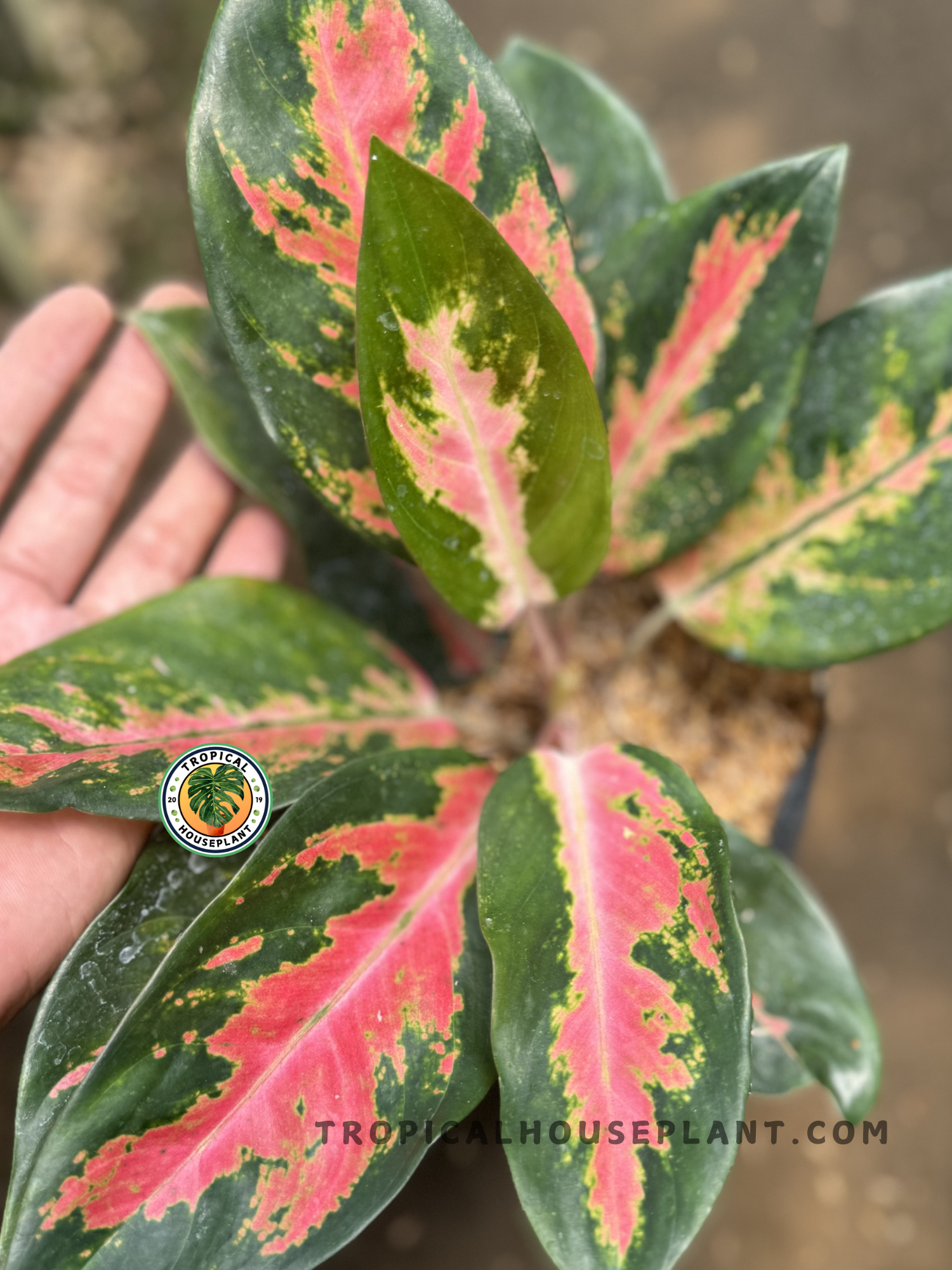 aglaonema size Aglaonema Kochin Paramruay – Tropical Houseplant