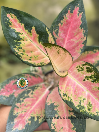 aglaonema ultra pink Aglaonema Kochin Pink