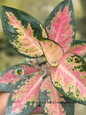 Close-up of Aglaonema Kochin Pink leaves with striking pink and green variegation.