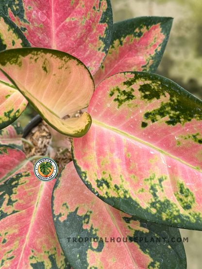 Aglaonema Kochin Pink plant with soft pink tones in an indoor setting.