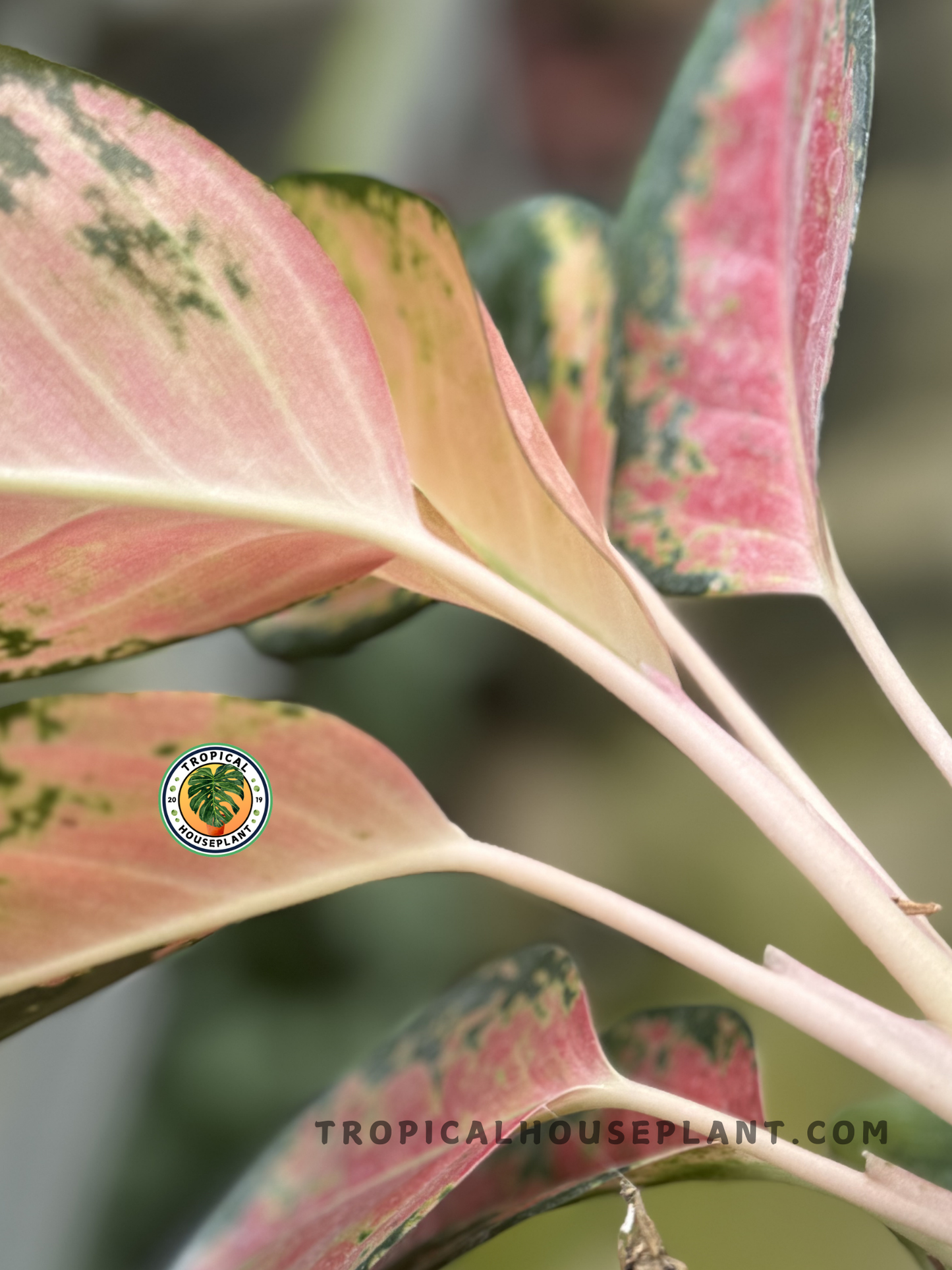 Potted Aglaonema Kochin Pink showcasing its vibrant pink foliage against a clean background.