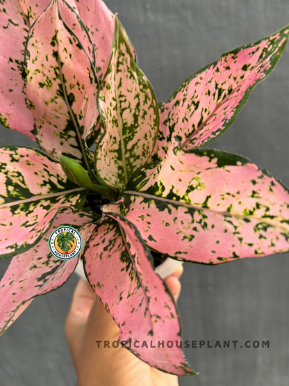 Close-up view of Aglaonema Konkom with vibrant pink and green speckled leaves.