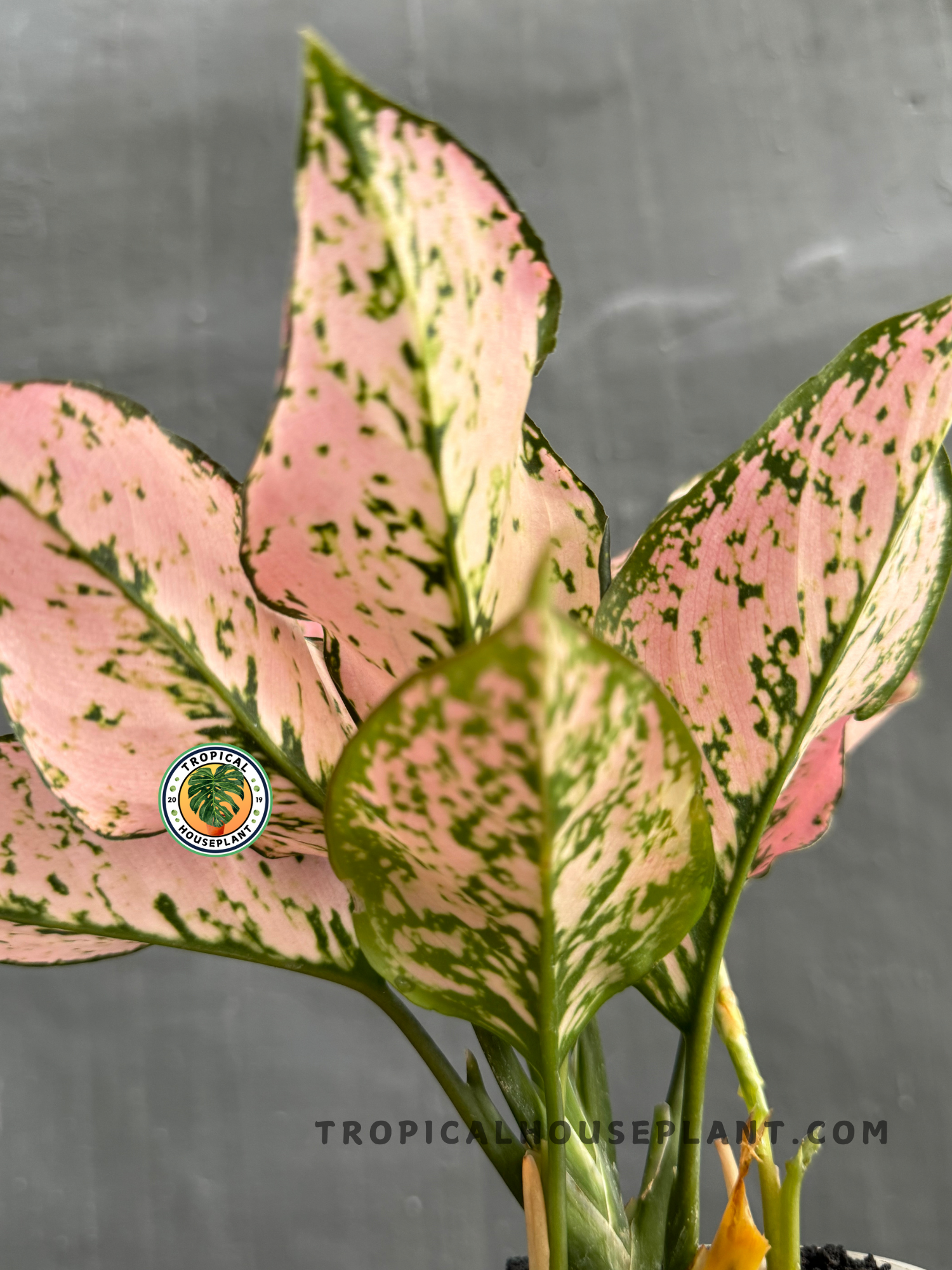 Back view of Aglaonema Konkom, displaying the rich texture and coloration of its tropical leaves.