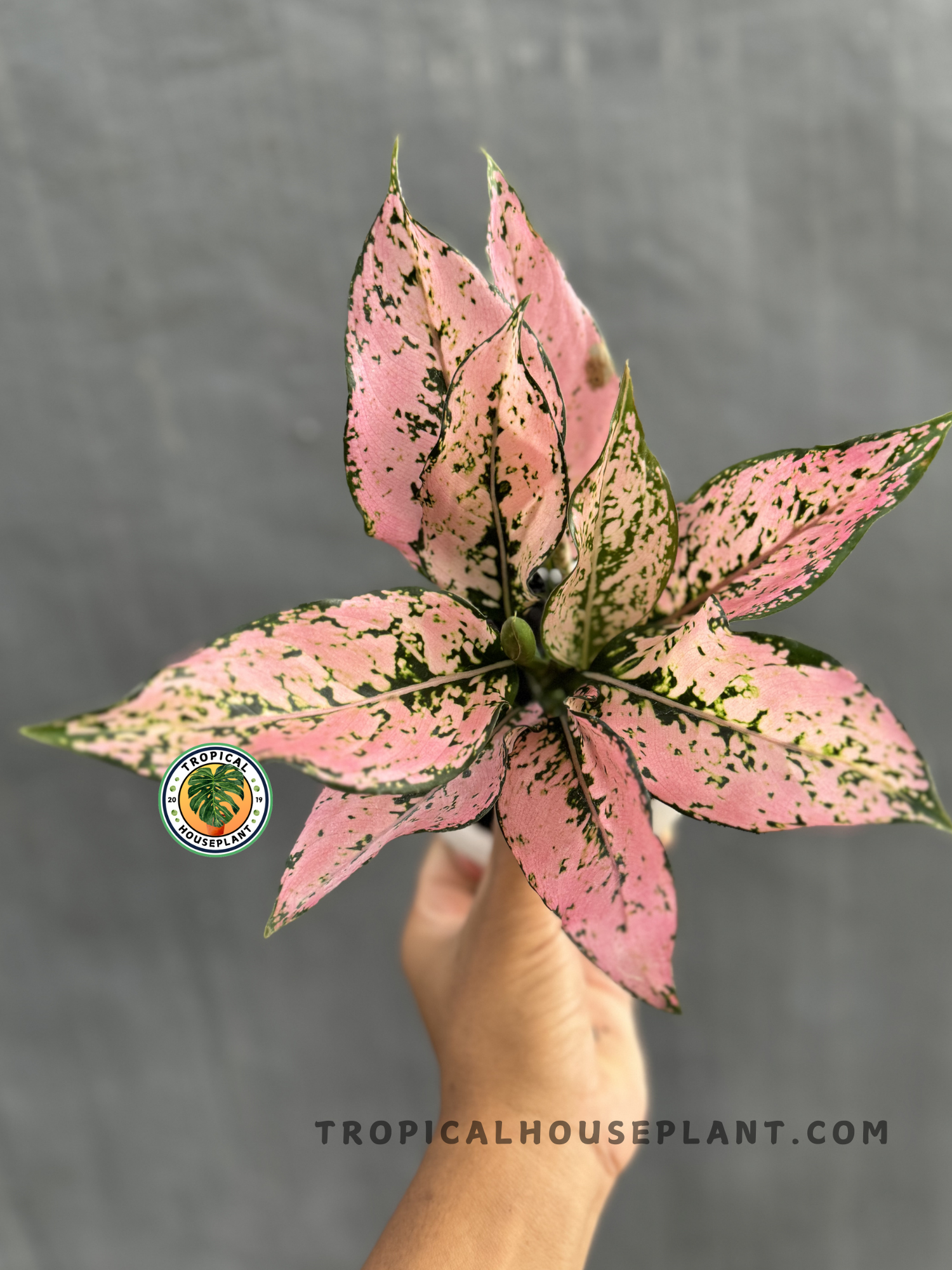 Aglaonema Konkom held in hand, featuring its bold pink and green foliage against a gray background.