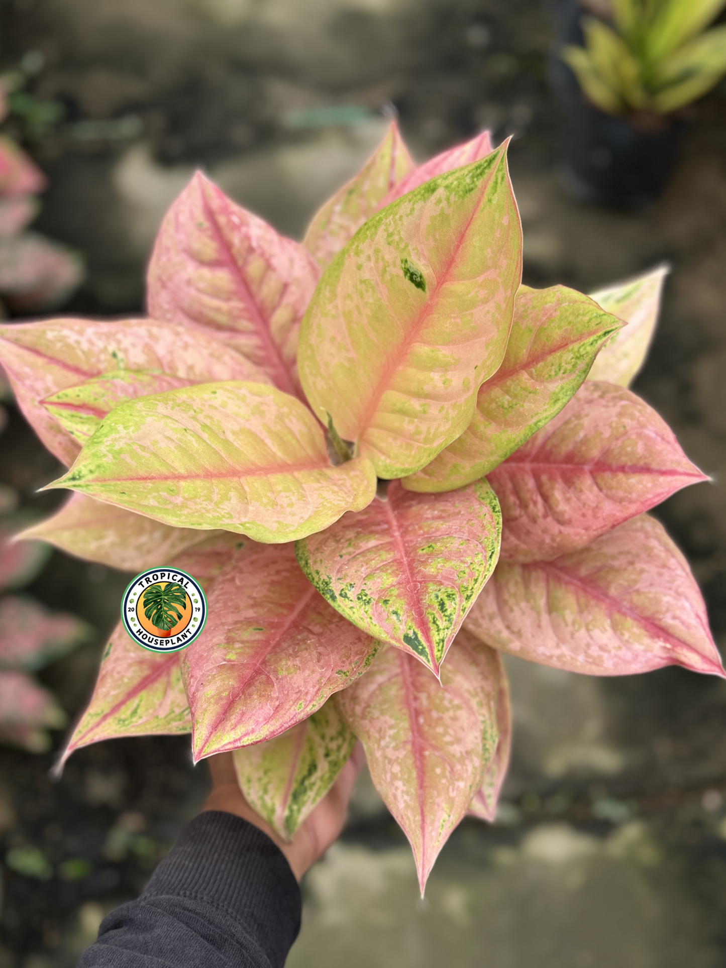 Aglaonema Light of Diamond plant with bright green, yellow, and pink variegated leaves.