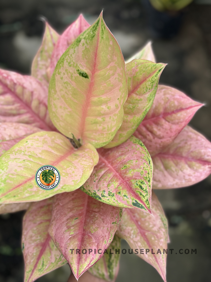 Close-up of Aglaonema Light of Diamond foliage showcasing vibrant color patterns.