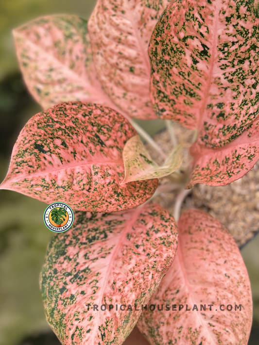 Aglaonema Orange Stardust plant with vibrant orange-speckled leaves