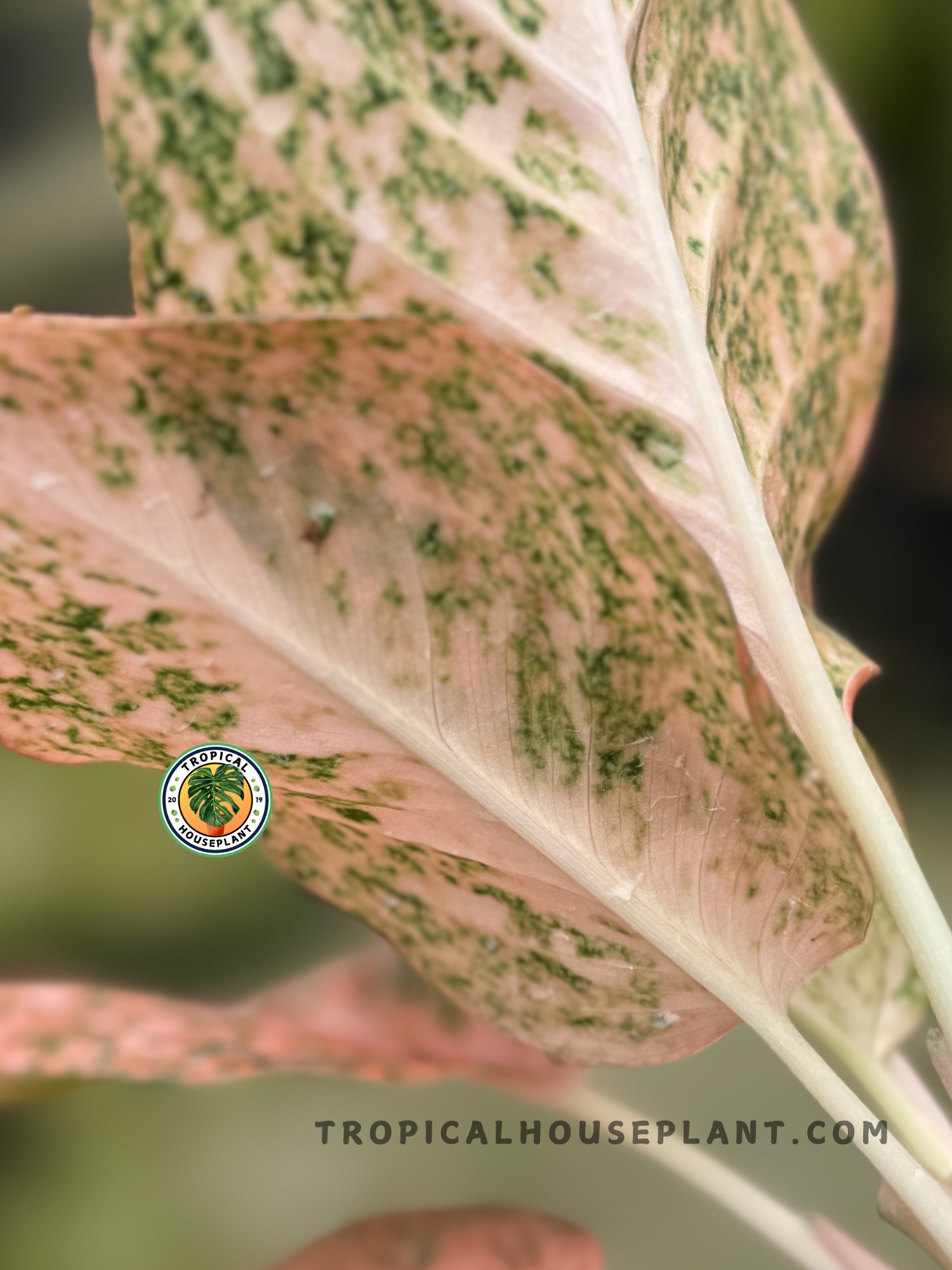 Aglaonema Orange Stardust brightening a modern living space with its tropical hues.