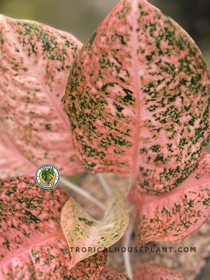 Close-up of Aglaonema Orange Stardust foliage showcasing its unique orange and green patterns.