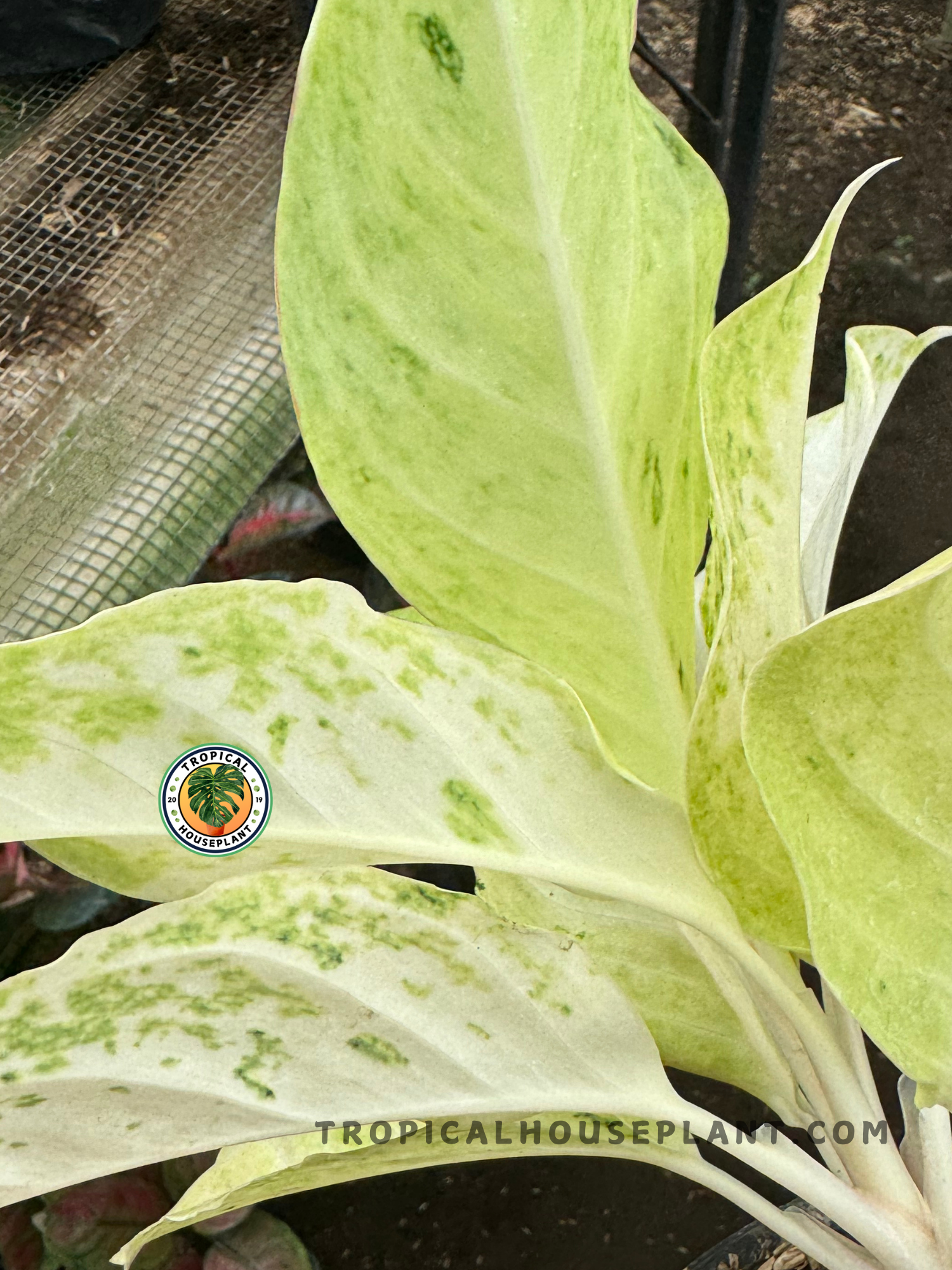 aglaonema sundrop Aglaonema Permaisuri