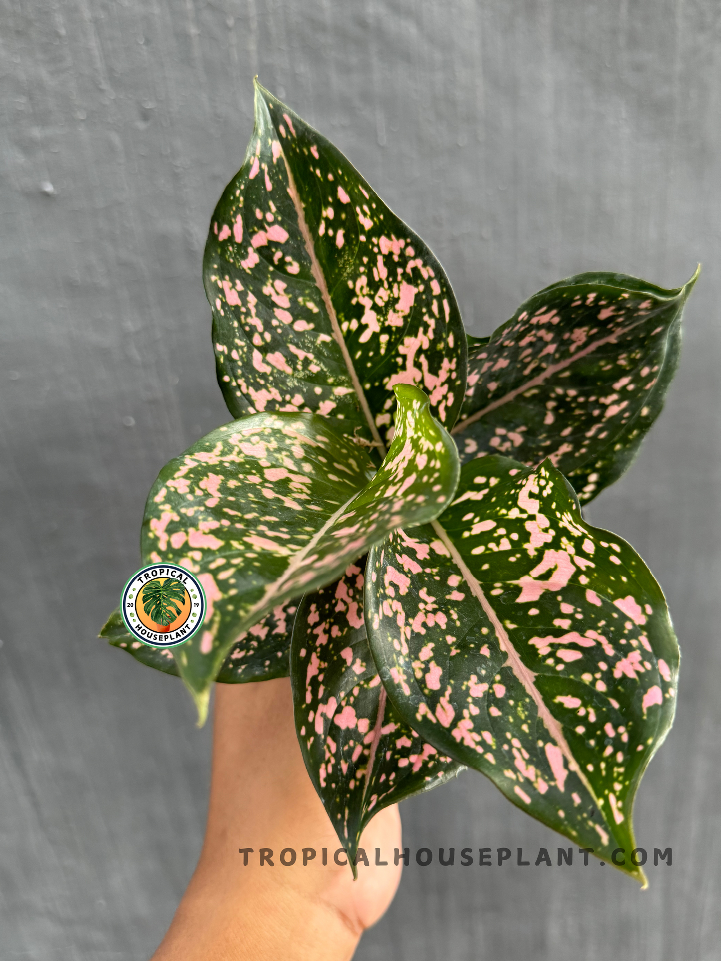 Detailed close-up of Aglaonema Pink Dalmatian leaves, emphasizing the pink splashes on dark green foliage.