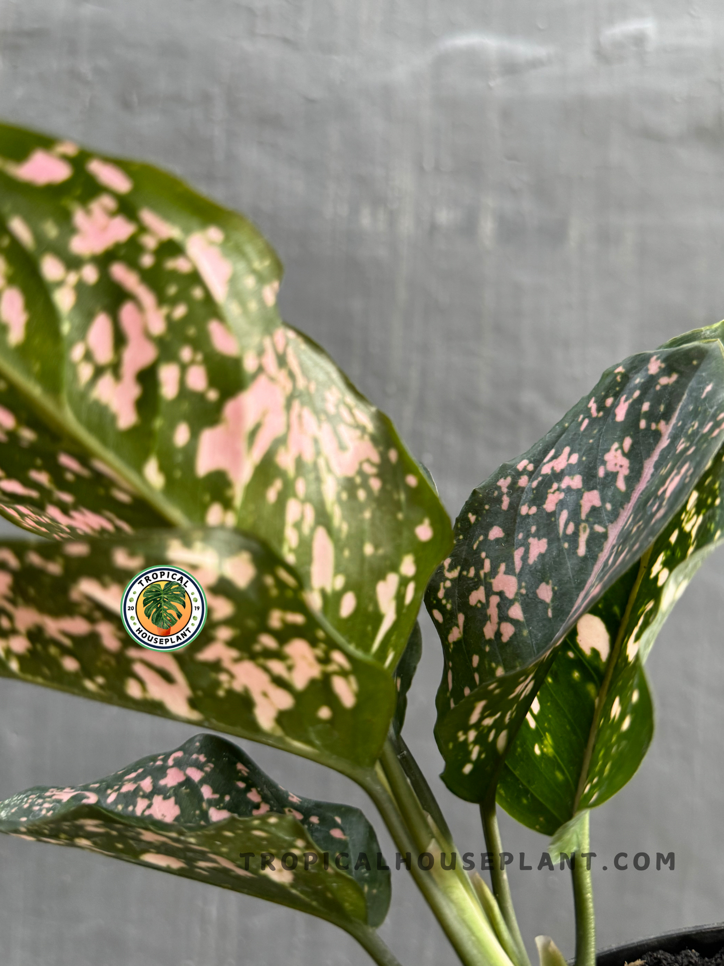 Back view of Aglaonema Pink Dalmatian showcasing the unique pink and green variegation of its foliage.