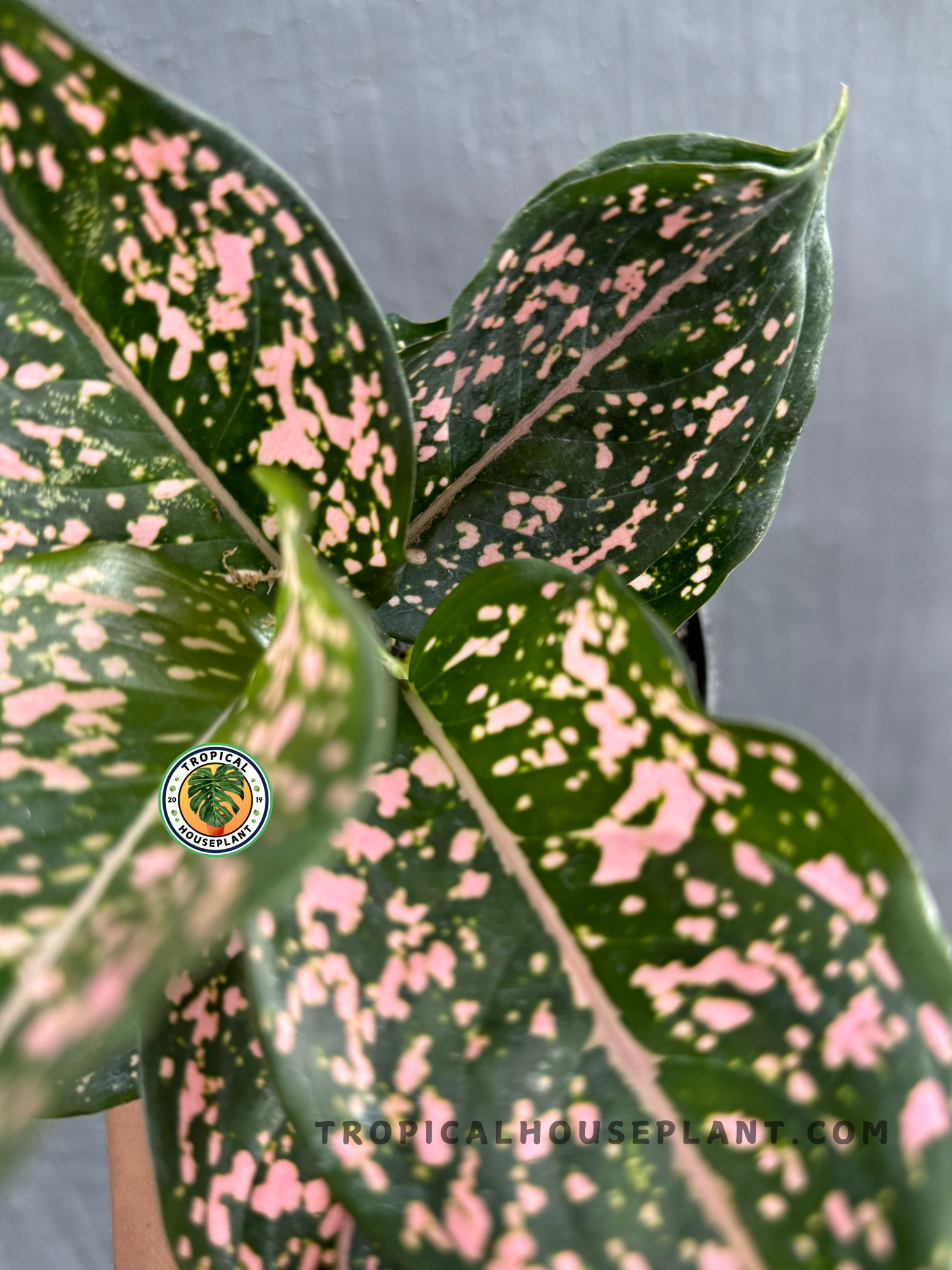 Close-up view of Aglaonema Pink Dalmatian highlighting its dark green leaves with pink speckles.