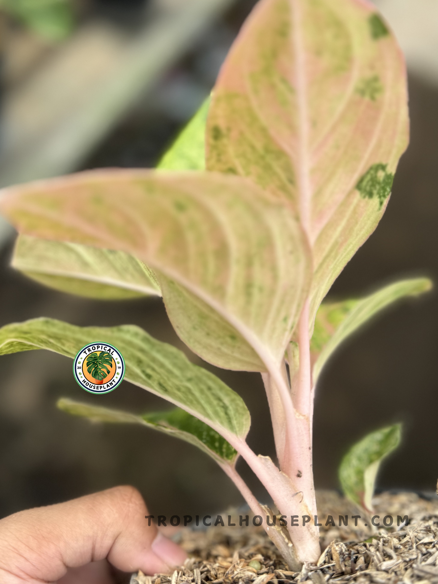 aglaonema pink stem green leaves Aglaonema Pink Emerald Obama