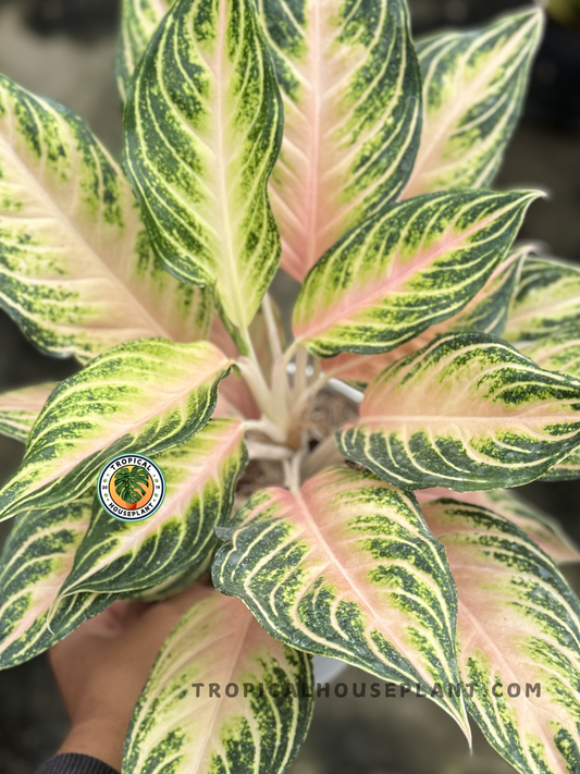 Close-up of Aglaonema Pink Sunset leaves showing vibrant pink patterns and green edges.