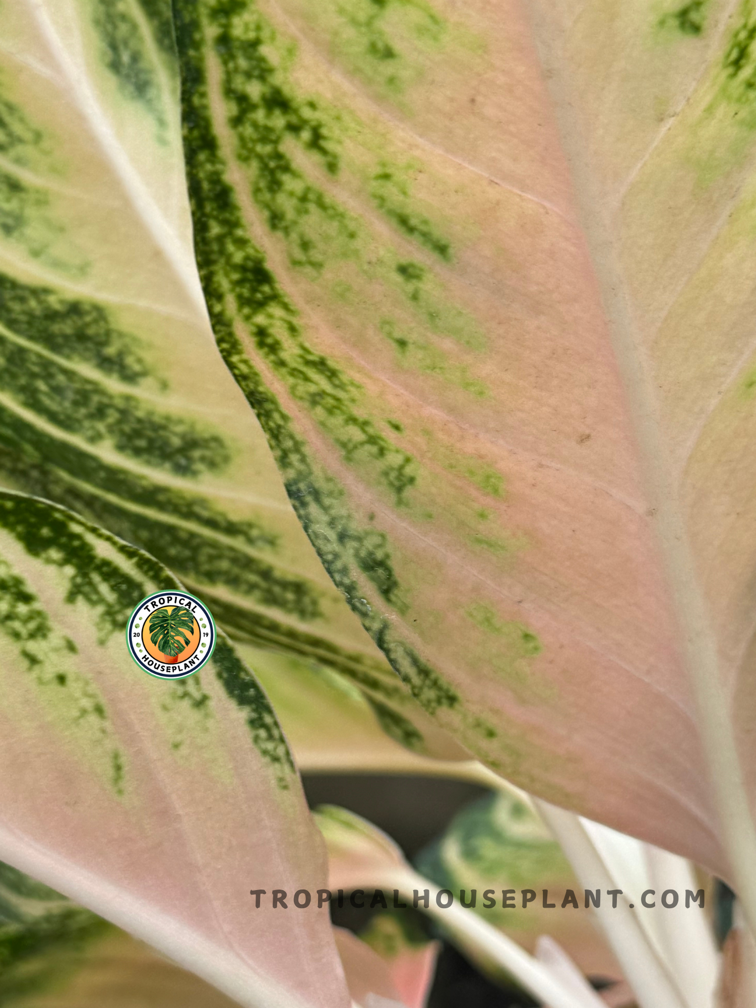 Aglaonema Pink Sunset houseplant adding tropical beauty to a bright indoor space.