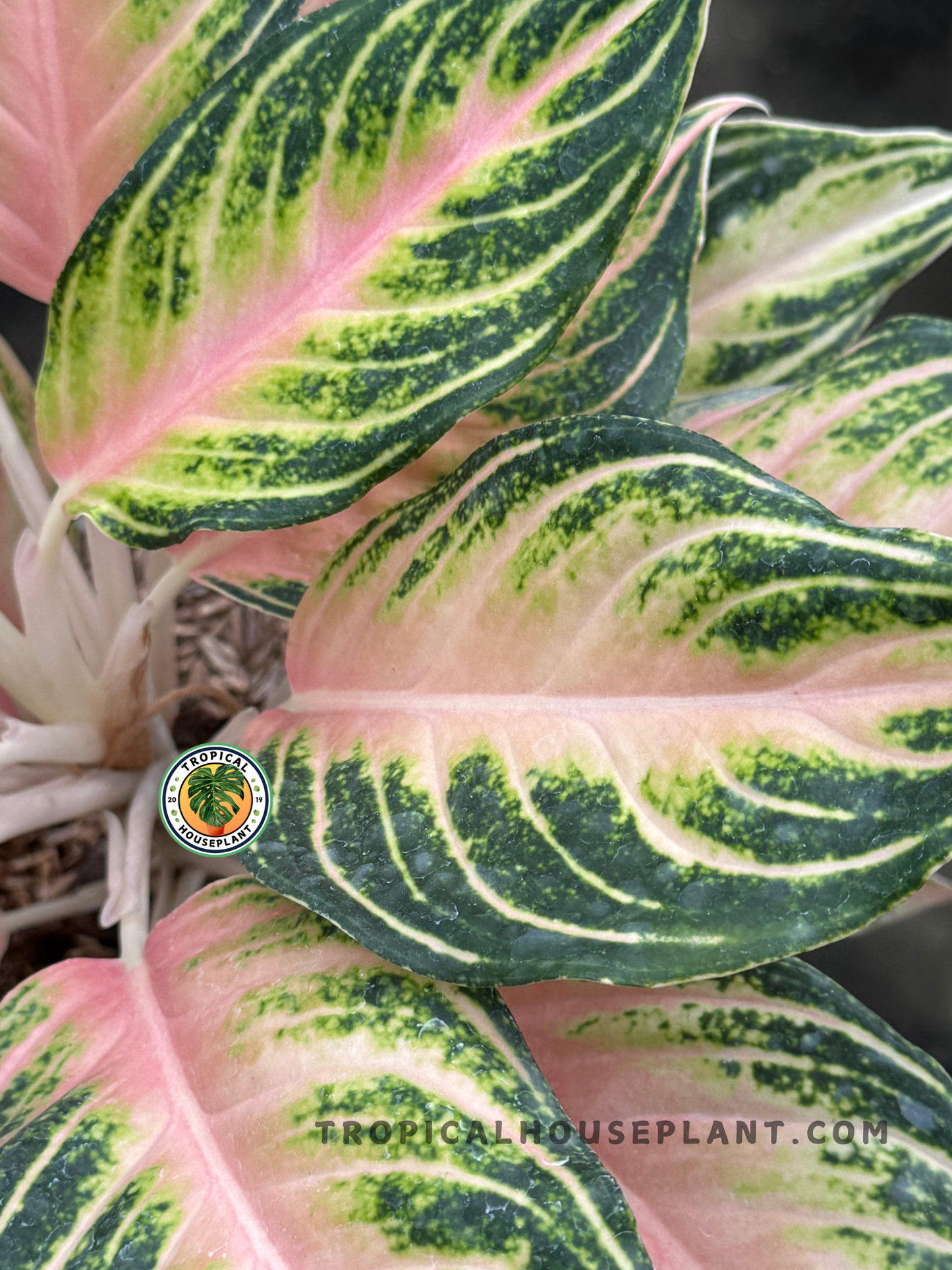 Aglaonema Pink Sunset plant with vivid pink and green leaves