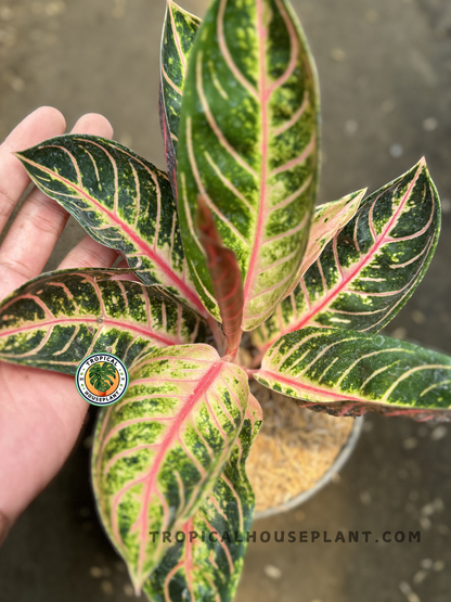 pink sumatra aglaonema Aglaonema Pride of Sumatra
