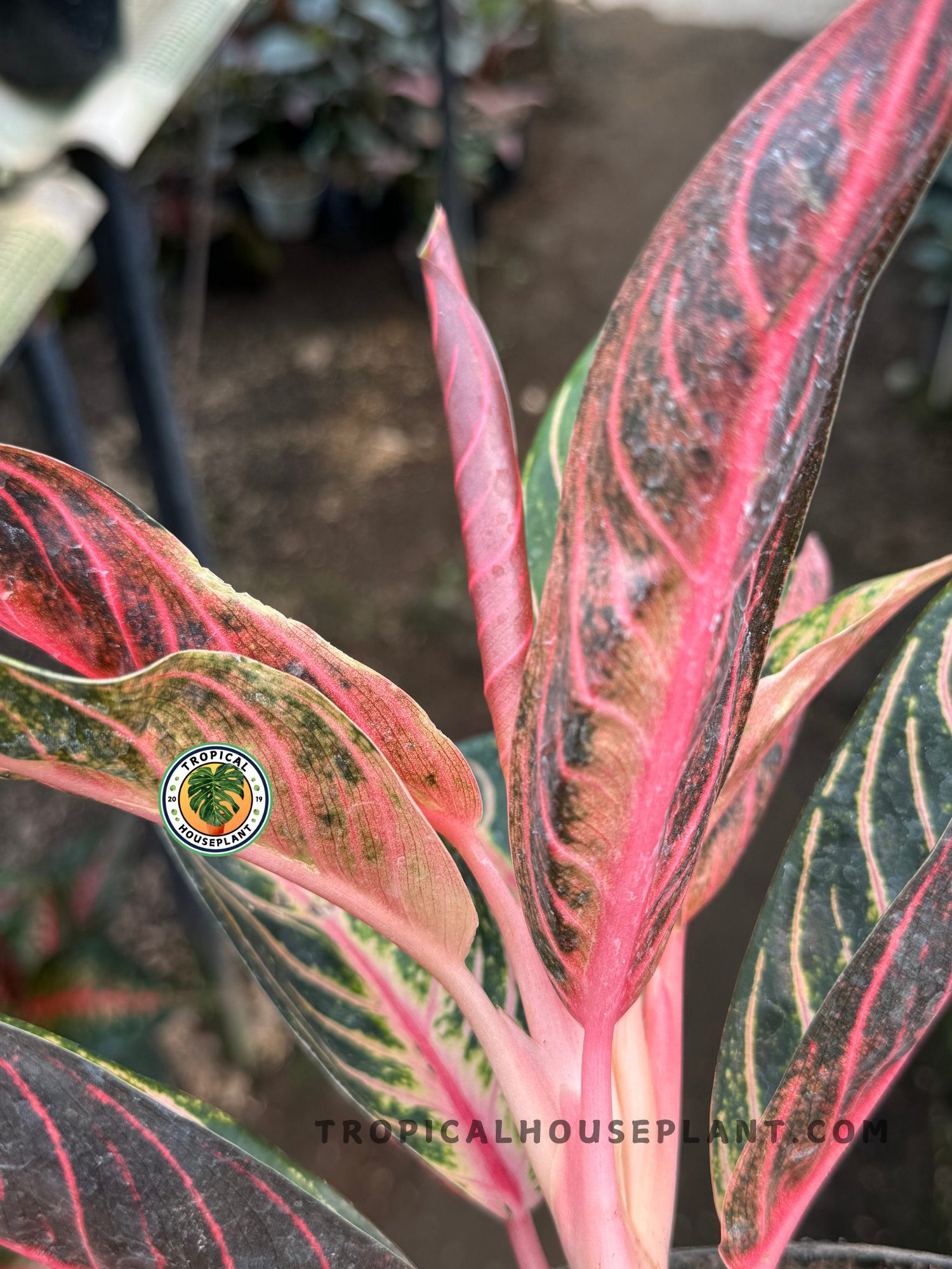 aglaonema red sumatra Aglaonema Pride of Sumatra