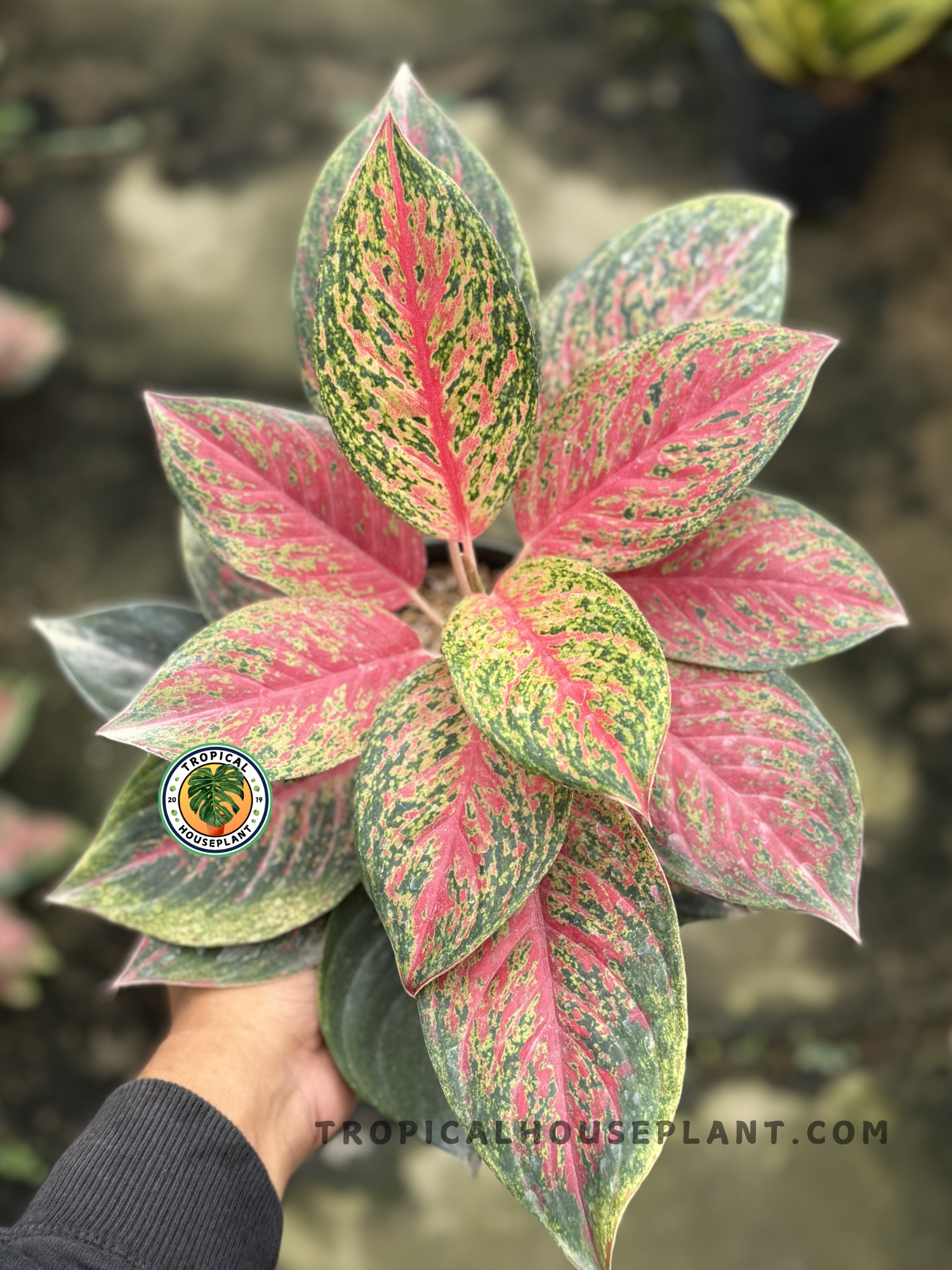 aglaonema amelia Aglaonema Red Anita – Tropical Houseplant