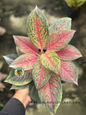 Aglaonema Red Anita plant with vibrant red leaves and green accents in a pot.