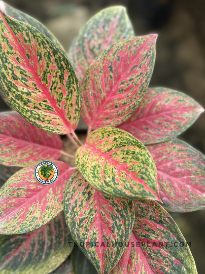 Aglaonema Red Anita with striking red tropical leaves, perfect for indoor decor.