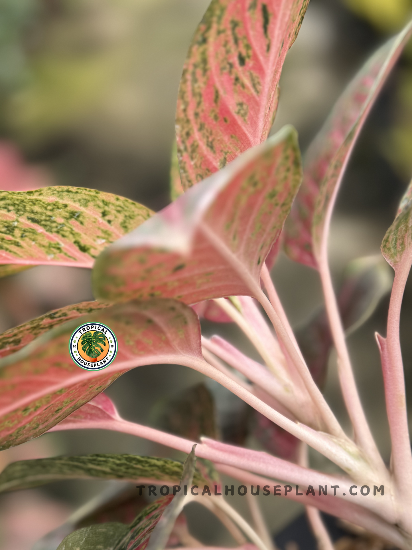 Close-up of Aglaonema Red Anita foliage showcasing its bold red and green hues.