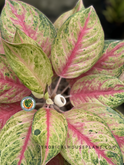 Aglaonema Red Exotic plant with vibrant red and green leaves in a decorative pot.